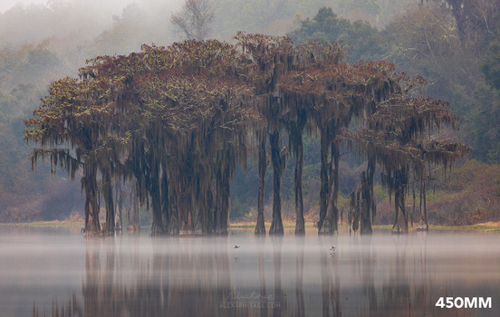 Cypress trees with Spanish moss reflected in still water at dawn, surrounded by misty forest.
