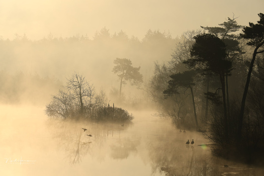 Misty river landscape with bare trees and evergreens shrouded in heavy fog at golden hour.