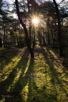 Sun shining through tall trees in a forest, casting long shadows across moss-covered ground.