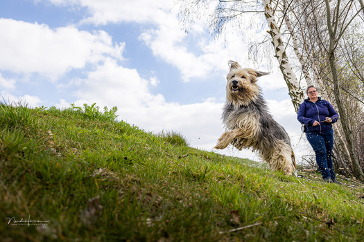 Terrier-type dog running through grass toward camera with person standing by birch trees in background.