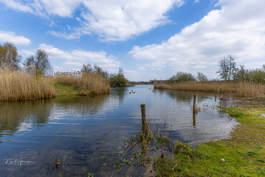 Calm wetland landscape with reed beds, wooden posts, and reflective water under blue sky.