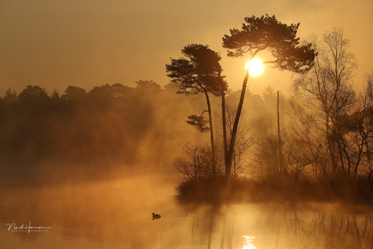 Misty sunrise over a calm river with tall pine trees silhouetted against golden light and a small duck in the water.