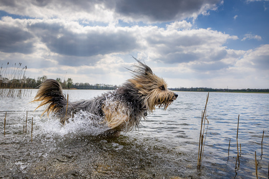 Small dog running through shallow water with splashing motion and wind-swept fur.