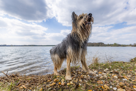 Shaggy-haired dog standing on rocky shoreline facing the water with cloudy sky overhead.