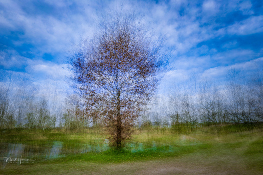 Bare tree standing alone in a flooded field under blue sky with distant bare trees.