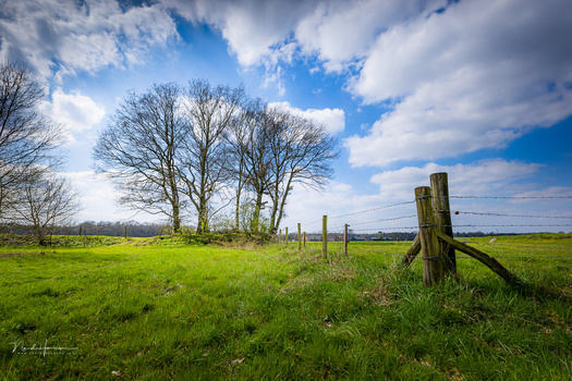 Rural landscape with bare trees, wooden fence posts, and expansive green meadow under blue sky with white clouds.