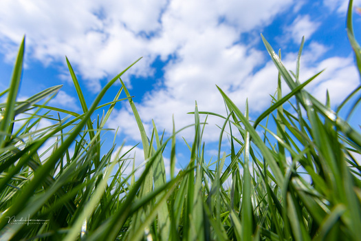Low-angle view of green grain stalks against a bright blue sky with white clouds.