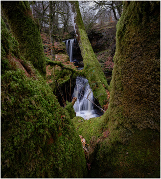 Cascading stream flows between moss-covered tree trunks in a lush forest ravine.