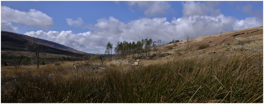 Rolling moorland with sparse vegetation and coniferous trees under partly cloudy sky.