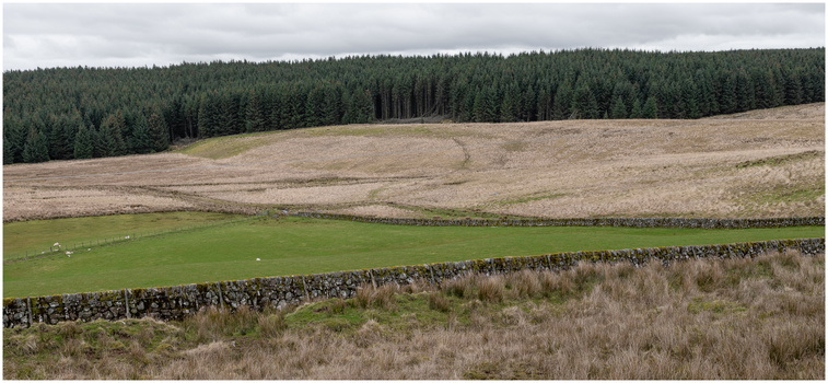 Rolling moorland landscape with dry stone wall dividing green pasture from rough grassland, coniferous forest on distant hillside.
