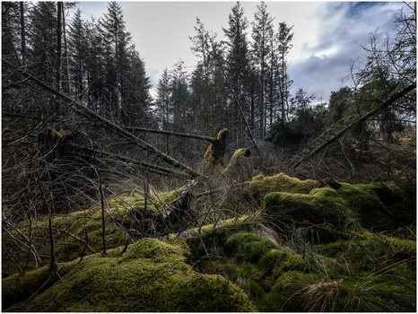 Moss-covered fallen logs and rocks in a coniferous forest with evergreen trees and overcast sky.