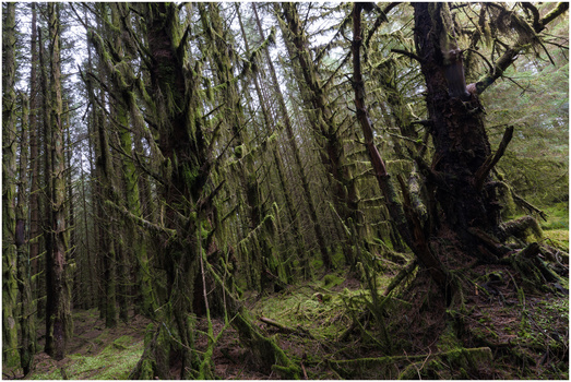 Dense temperate forest with towering conifers covered in moss and lichen beneath overcast sky.