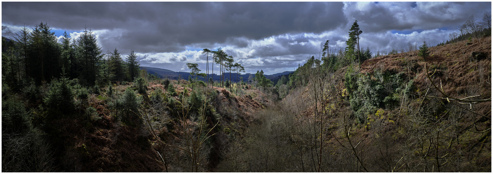 Forested valley with mixed deciduous and conifer trees under dramatic cloudy sky, showing forest regeneration after logging.