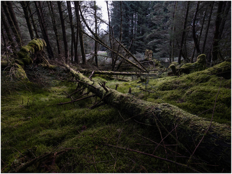 Fallen moss-covered tree trunk in a dense forest with overcast lighting.