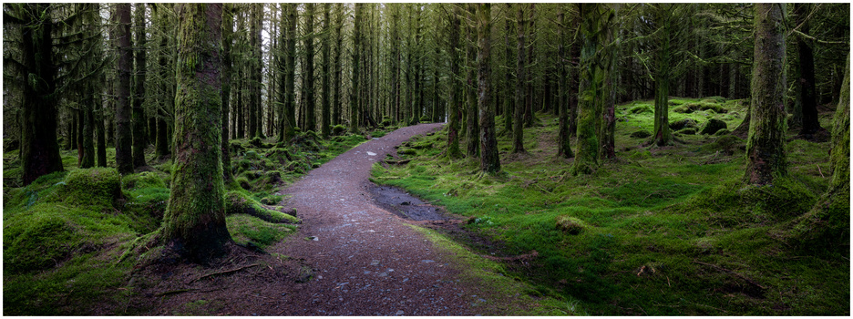 Winding forest path through tall evergreen trees with vibrant green moss-covered ground.