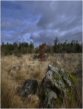 Lichen-covered boulder in overgrown field with coniferous forest and dramatic cloudy sky.
