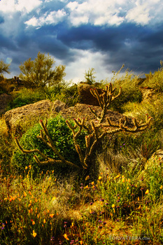 Gnarled olive tree in Mediterranean landscape with dramatic storm clouds overhead.