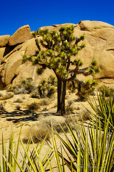 Joshua tree standing among massive rounded boulders under clear blue sky in desert landscape.