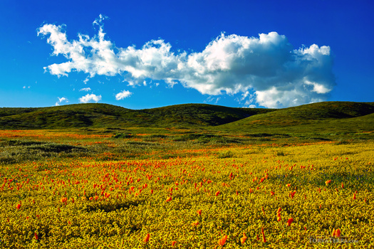 Rolling hills covered in yellow wildflowers with green vegetation and white clouds against blue sky.