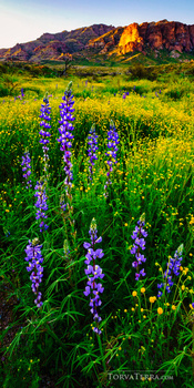 Purple wildflowers blooming in a golden meadow beneath sunlit desert mountains.