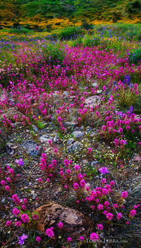 Vibrant magenta wildflowers bloom densely across a hillside with layered green and golden vegetation in soft background light.