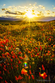 Wildflower field at sunset with golden sunlight and mountains in the distance.