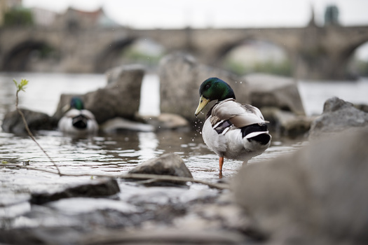 Mallard duck resting on shallow water with rocks and blurred architecture in the background.