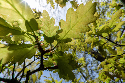 Sun-backlit oak leaves glowing yellow-green against blue sky, photographed from below looking upward through branches.