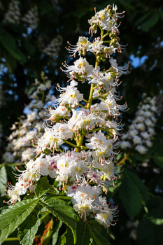 Tall spike of delicate white flowers with prominent stamens, photographed against blue sky and green foliage.