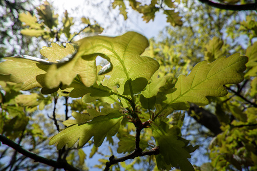 Sunlit oak leaves with backlighting creating translucent green tones and deep shadows.