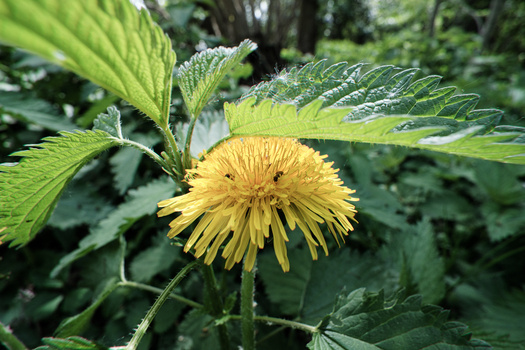 Yellow dandelion flower in full bloom surrounded by green serrated leaves in natural daylight.