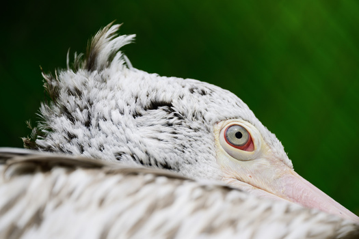 Close-up profile of a white bird's head with distinctive crest feathers and striking red-rimmed eye.