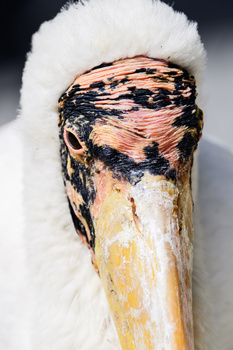 Weathered wooden brush handle with black paint strokes and white bristles against neutral background.