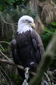 Bald eagle perched on a branch, displaying white head and neck with dark brown plumage.