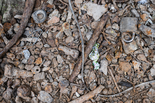 Small white and green lichen on rocky ground surrounded by brown pebbles and twigs.