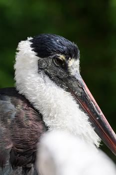 Close-up portrait of a wading bird with black and white plumage and a long pointed beak.