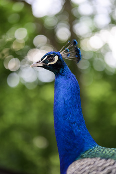 Close-up of a peacock's head and neck showing vibrant blue plumage and distinctive eye markings.