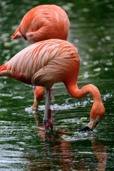 Two flamingos wading in shallow water, with one bending forward to feed.