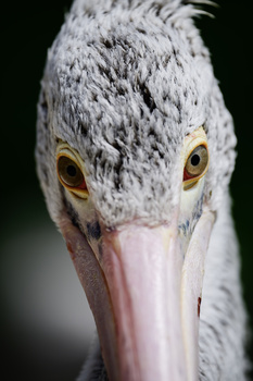 Close-up portrait of a pelican's head against a dark background, showing white plumage and golden eye.