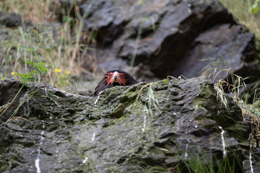 Red crab perched on moss-covered rock with grass and stone formations in background.