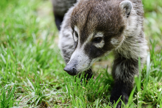 Young raccoon foraging in grass, looking downward with focused attention.