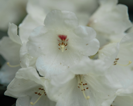Cluster of white rhododendron flowers with red-tipped stamens and delicate petals.