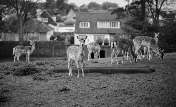 A herd of deer grazing in an open field with a residential house visible in the blurred background.
