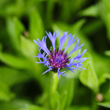 Purple and blue wildflower with spiky petals and magenta center surrounded by green foliage.