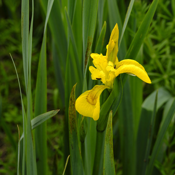 Yellow iris flower blooming among green sword-like foliage in natural daylight.