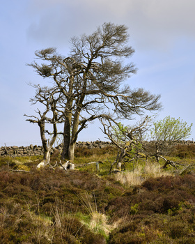 Wind-swept tree with sparse foliage standing alone in moorland with brown grasses and distant horizon.