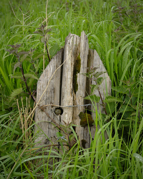 Weathered wooden post stump surrounded by tall grass and green vegetation.