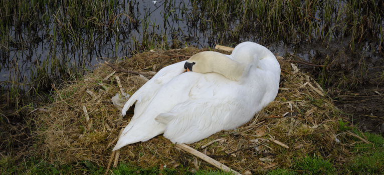 White swan resting on dried grass and reeds near shallow water.