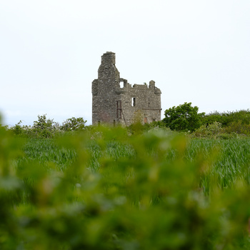 Ruined stone castle tower surrounded by overgrown grass and wildflowers in soft daylight.