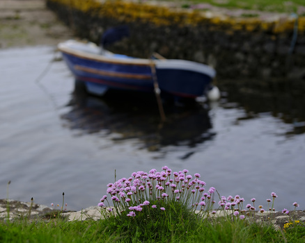 Pink flowering plant in sharp focus on grassy shore, moored fishing boat blurred in background water.